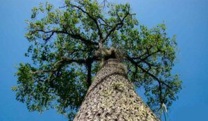 Castanheira da amazônia (Bertholletia excelsa)