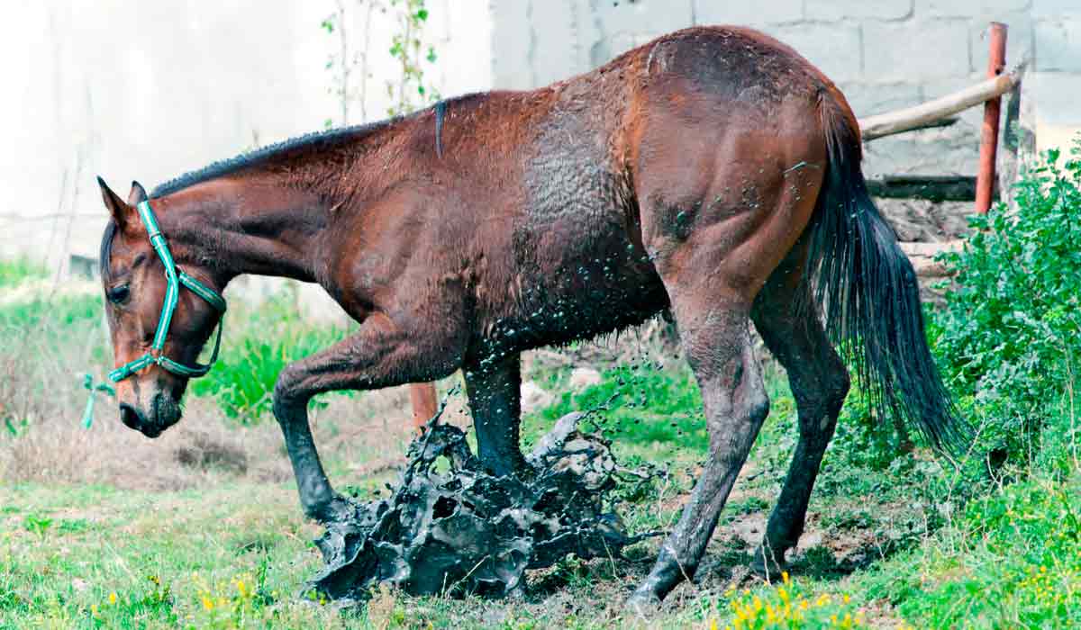 Época chuvosa pode aumentar o risco de leptospirose