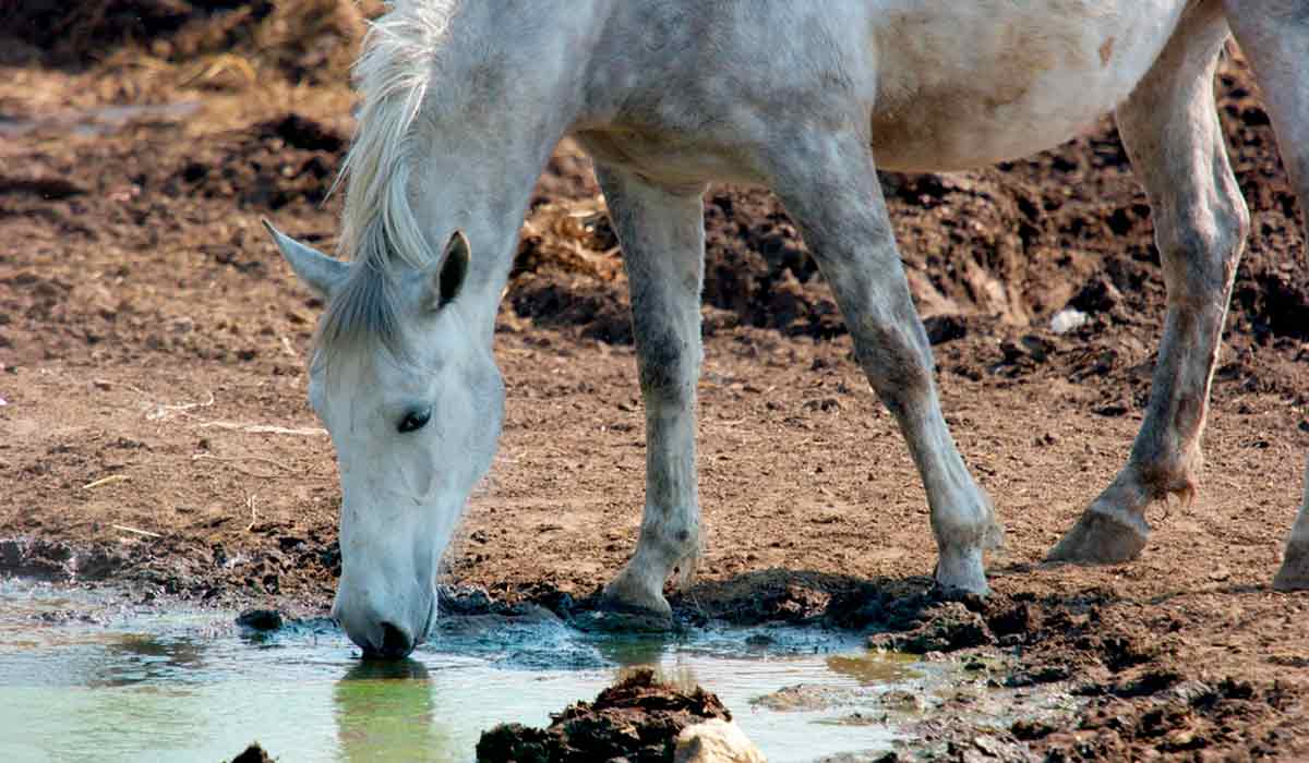 Cavalo bebendo água estagnada, possivelmente contaminada