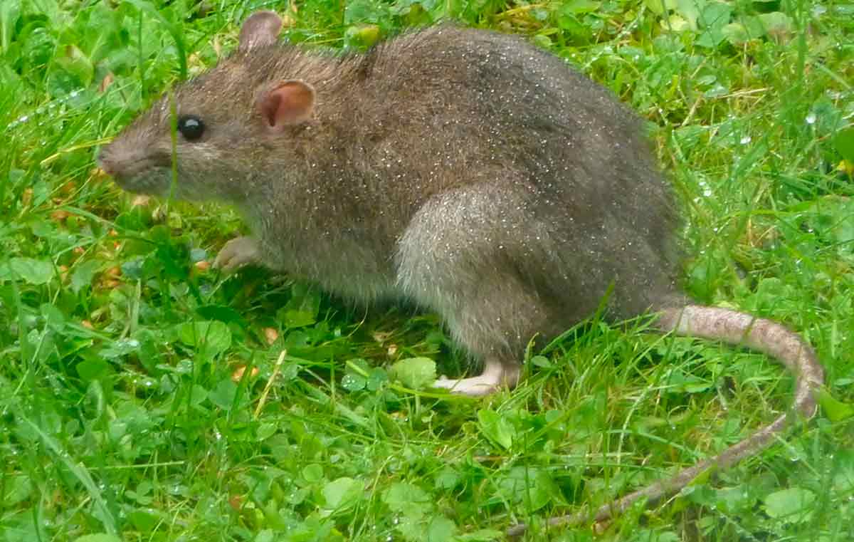 O rato transmite a leptospirose através de sua urina