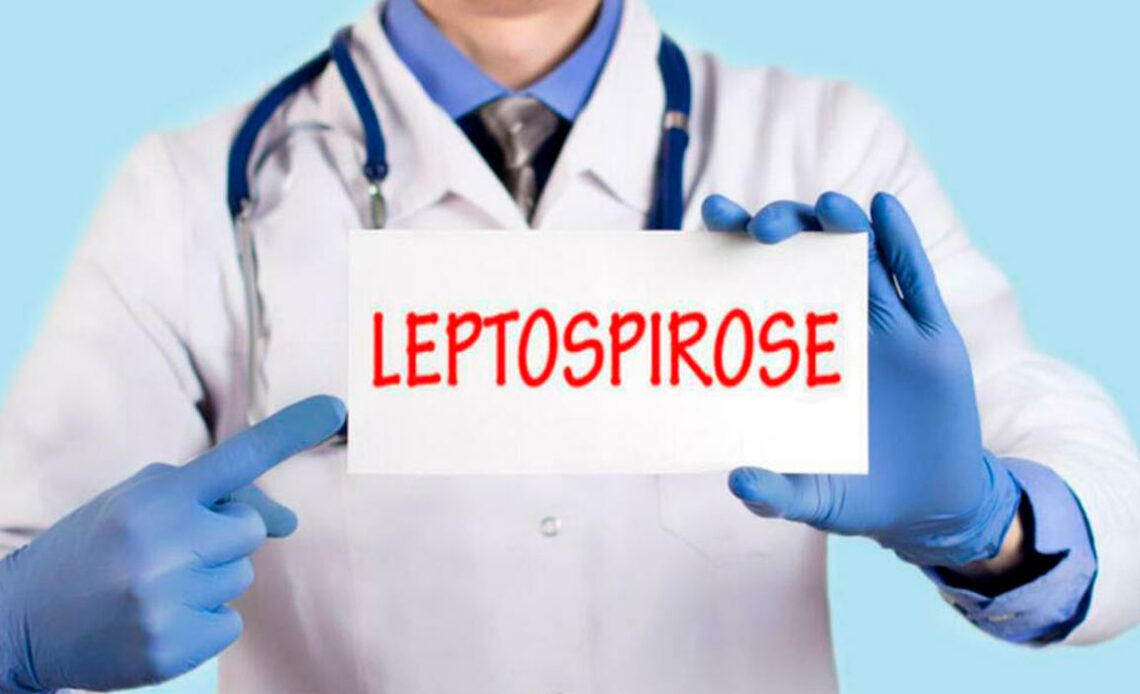 Alerta para a leptospirose