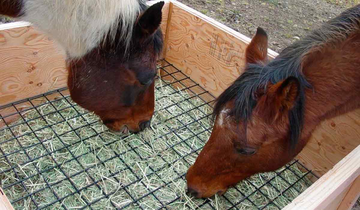 Animais na caixa de feno com tela de metal