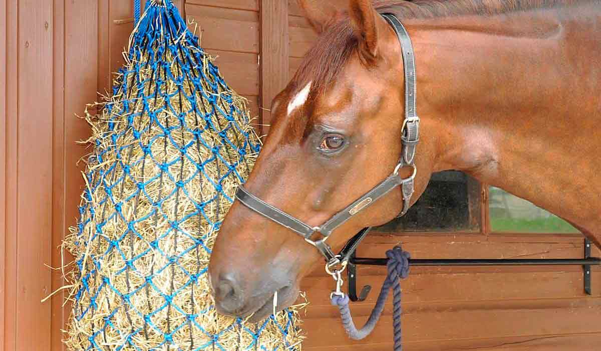 Cavalo se alimentando na rede de feno