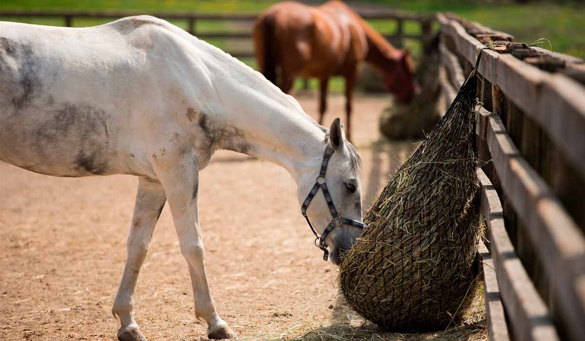 Animais se alimentando em redes de feno espalhadas  no piquete estimulando a movimentação