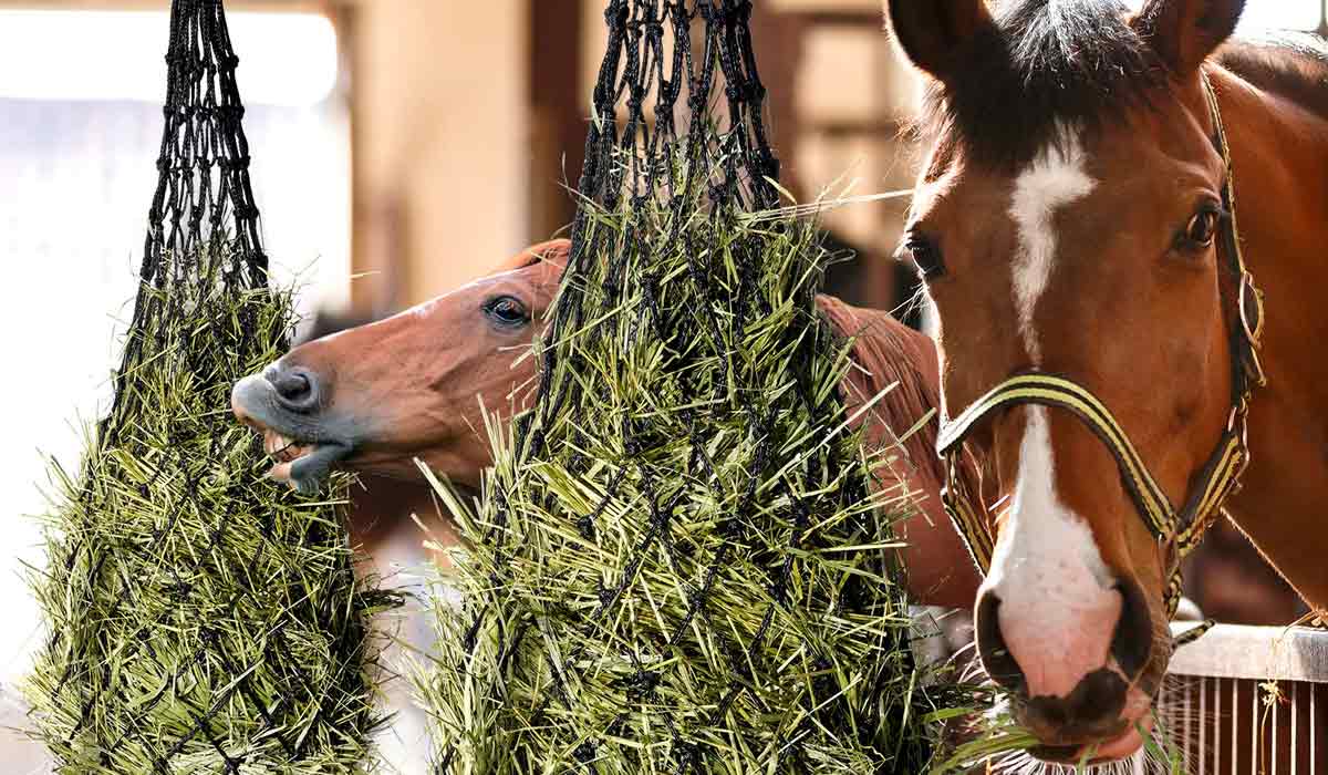 Cavalos se alimentando nas bolsas de feno