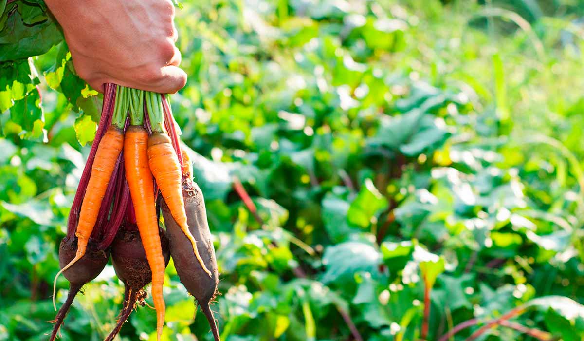 Produtor orgânico com cenouras e beterrabas colhidas