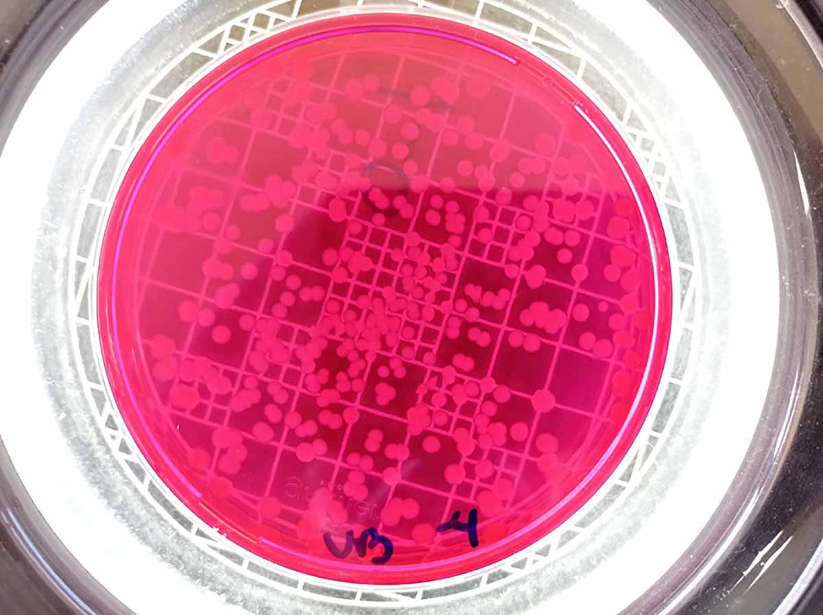 Placa de Petri com os bacteriófagos