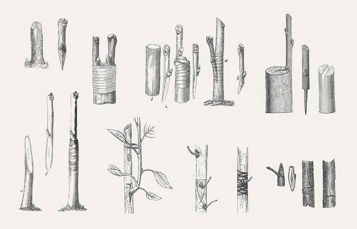 Ilustração antiga de diferentes formas de enxertia em frutíferas