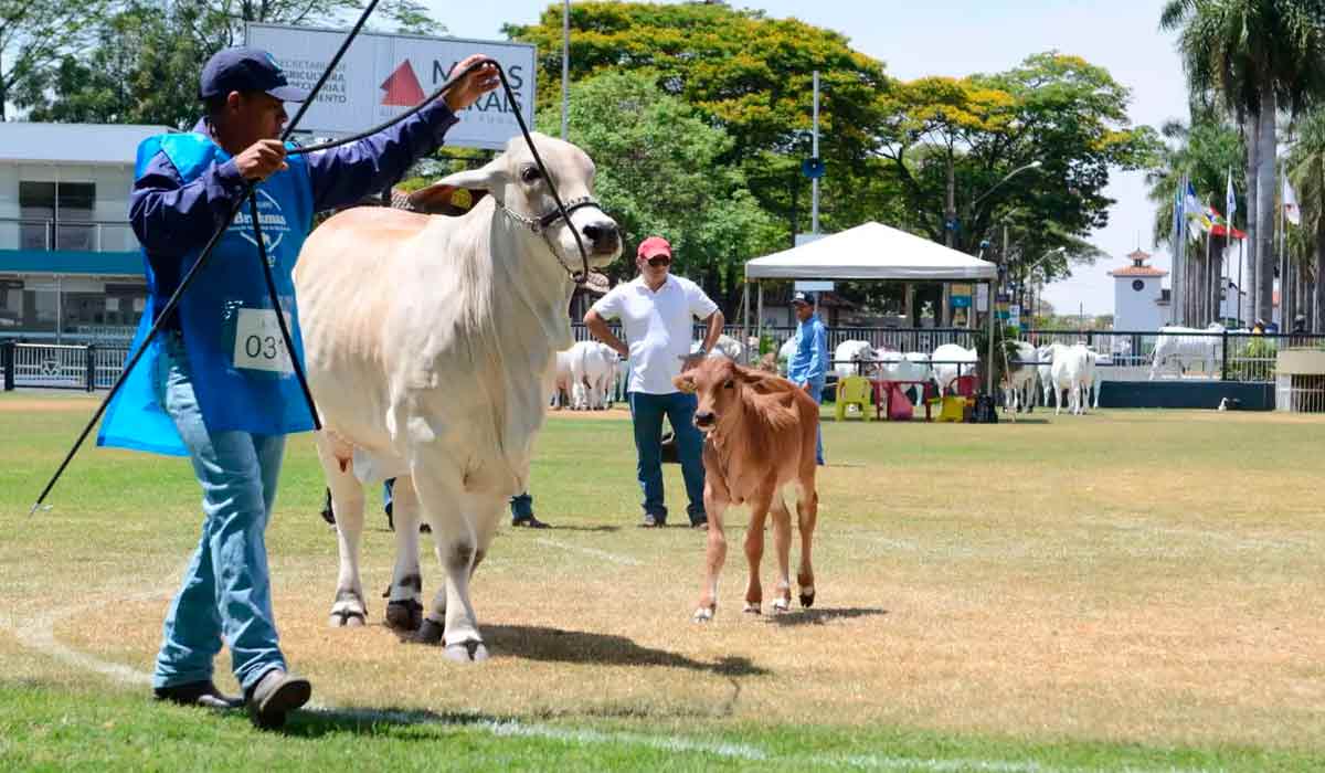 Animais na pista de julgamento