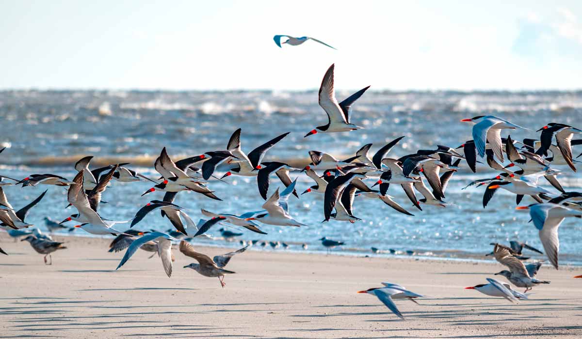 Aves marinhas em voo