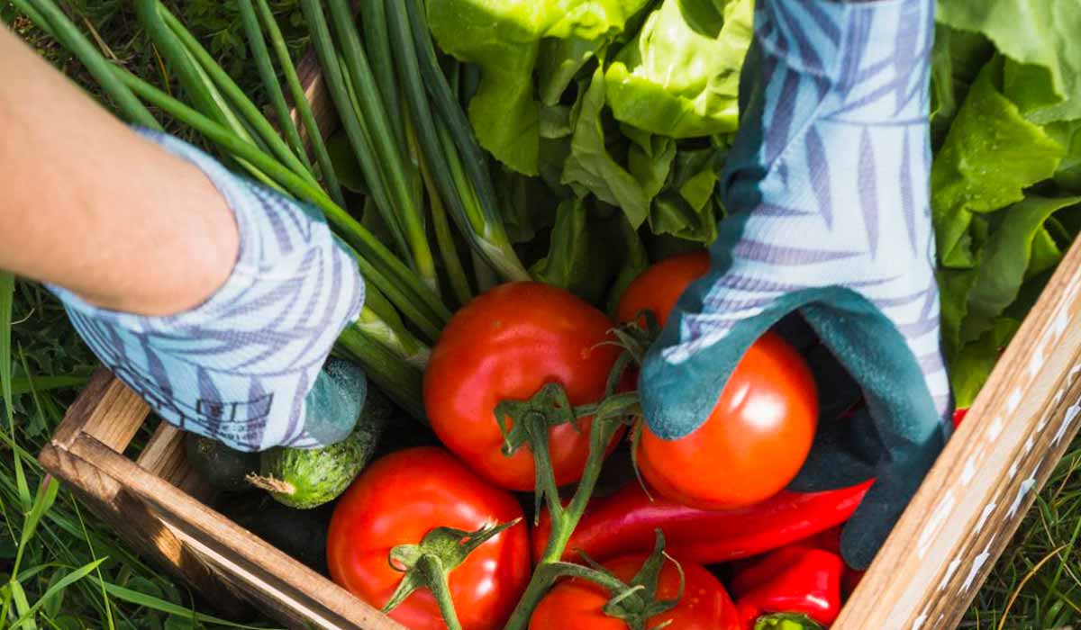 Colheita da horta com destaque para os tomates