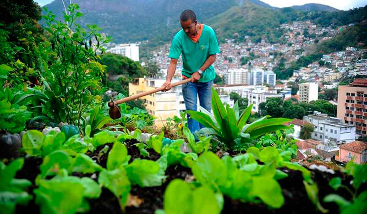 Horta em comunidade urbana