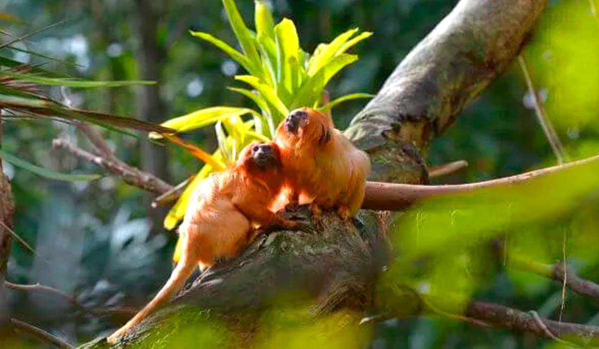 Mico leão dourado (Leontopithecus rosalia)