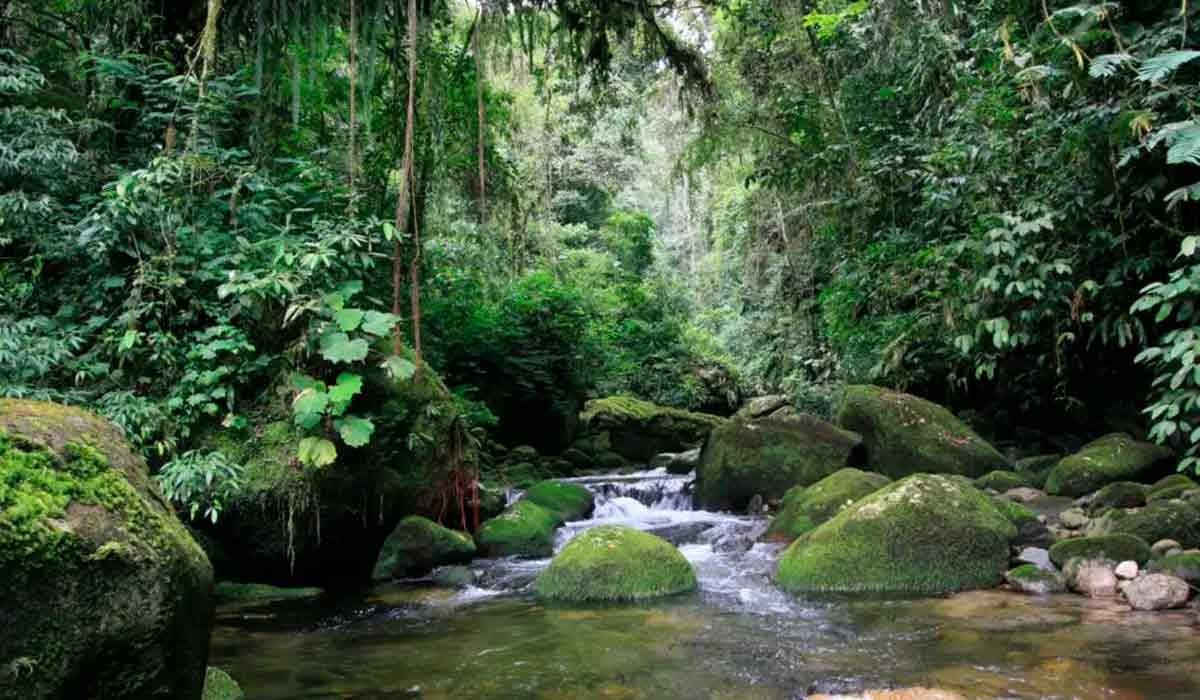 Mata Atlântica