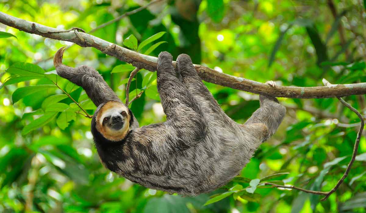 Preguiça comum (Bradypus variegatus)