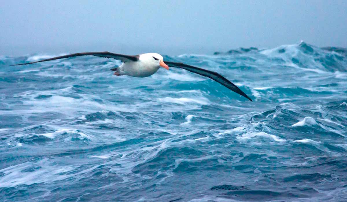 Gaivota em voo sobre o oceano