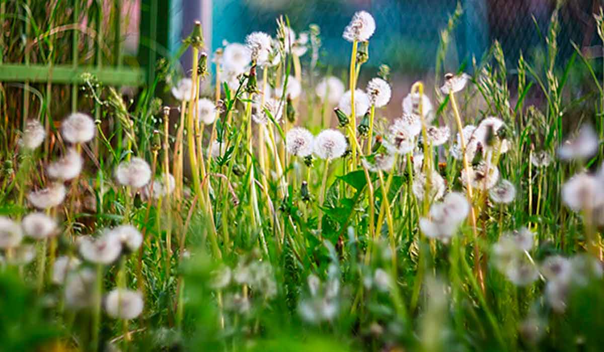 Dente de leão (Taraxacum officinale)