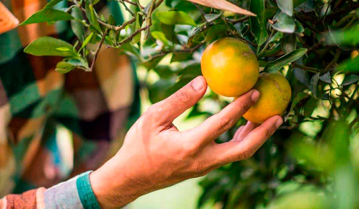 Produtor no pomar de citrus