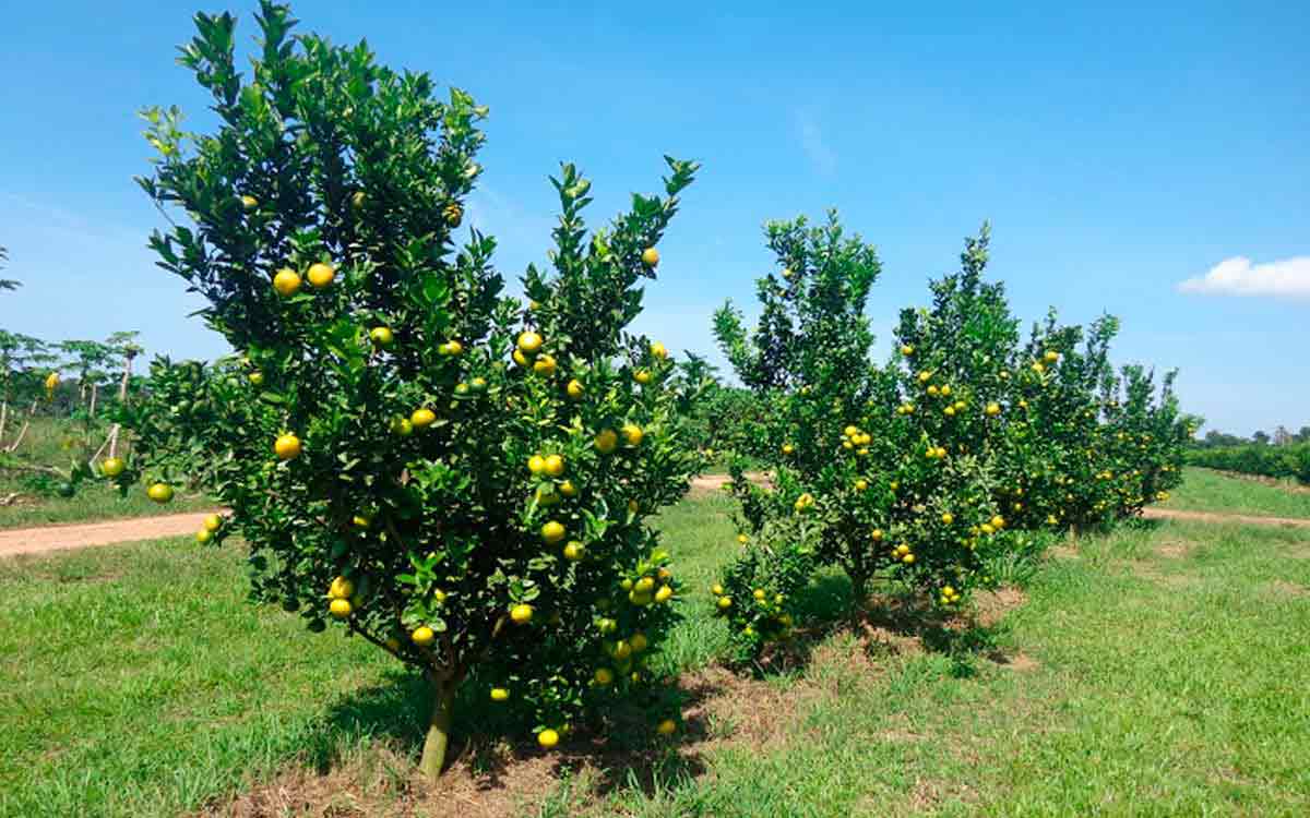 Pomar formado com mudas de citrus enxertadas