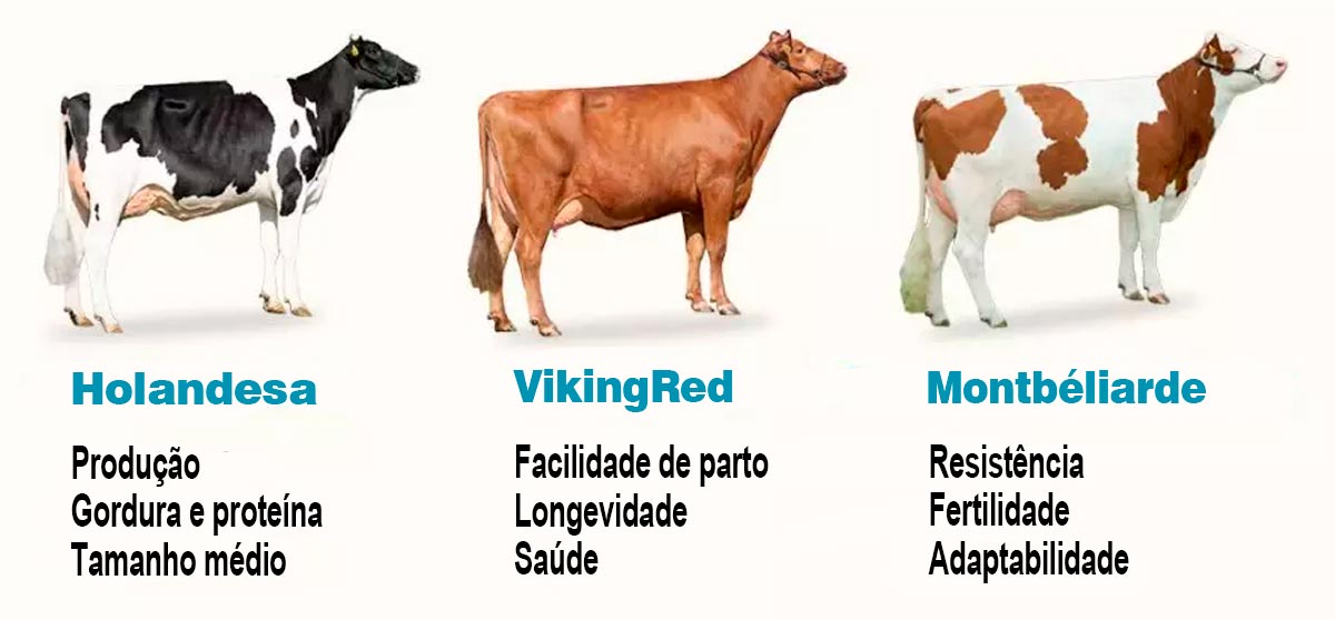 Raças utilizadas para formação do ProCROSS