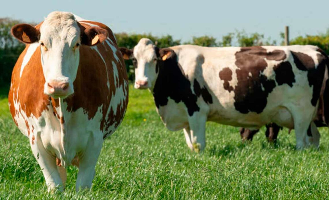Vacas procross pastando