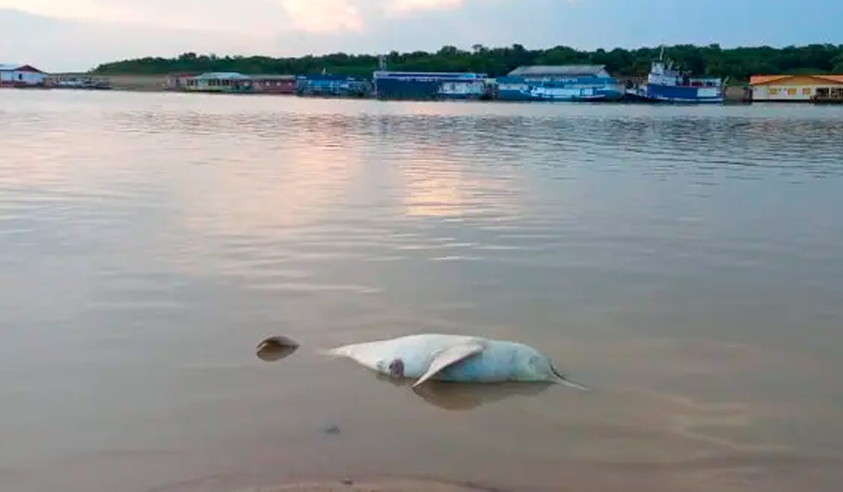 Morte de botos foi registrada em Tefé