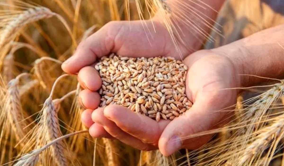 Agricultor com um punhado de grãos de trigo nas mãos