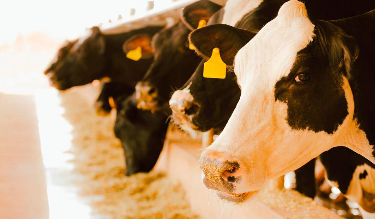 Volume de leite pode aumentar com a substituição de 10% do milho por trigo na ração de gado leiteiro