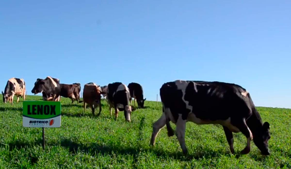 Vacas pastando em piquete com o trigo de pastejo direto Lenox