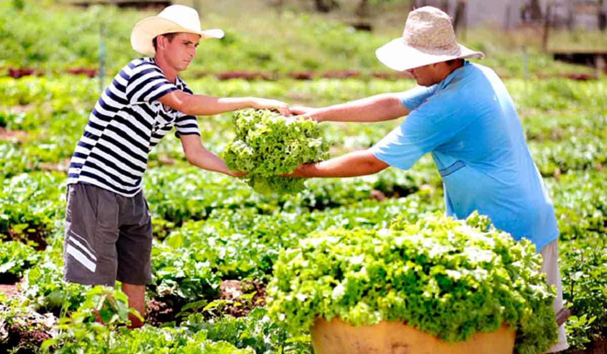 Agricultores familiares na lavoura