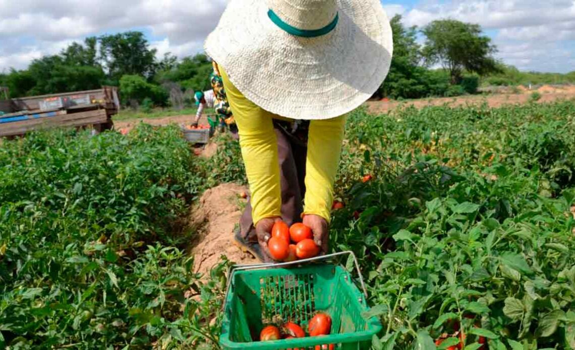 Agricultor colhendo tomates