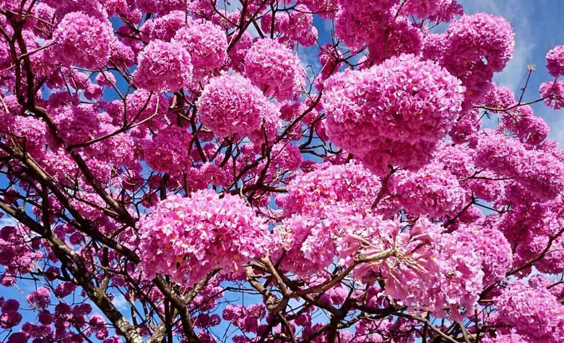 Floração do Ipê-Roxo (Handroanthus impetiginosus) - foto: Francisco Aragão (https://www.flickr.com/photos/aragao/)