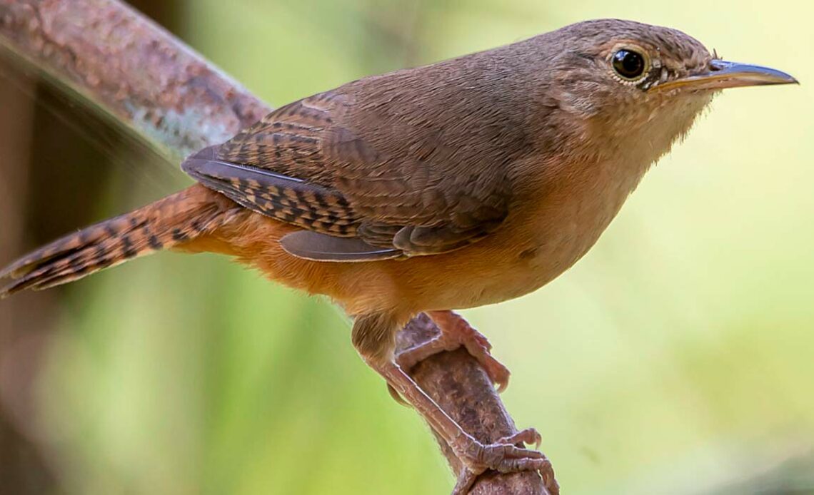 Cambaxirra (Troglodytes musculus)