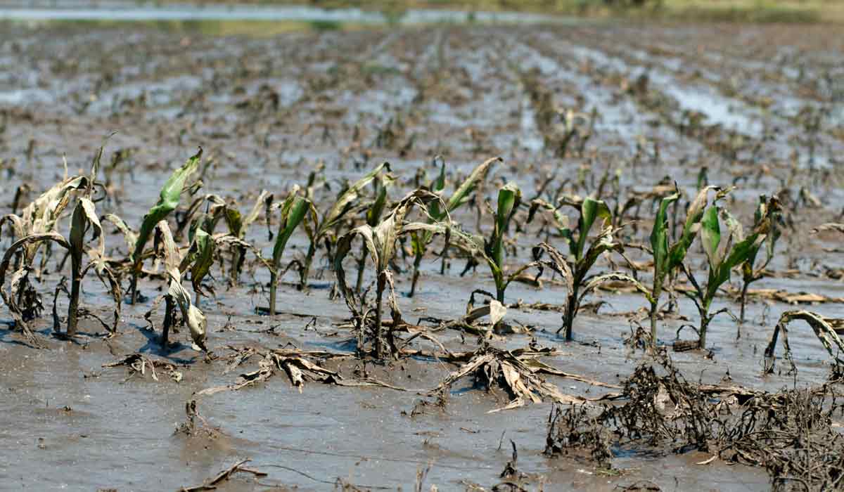 Milharal destruído por inundação Milharal destruído por inundação