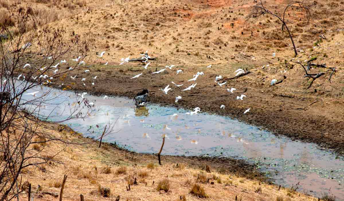Recursos hídricos secando, solos e pastagens degradados e fauna em perigo