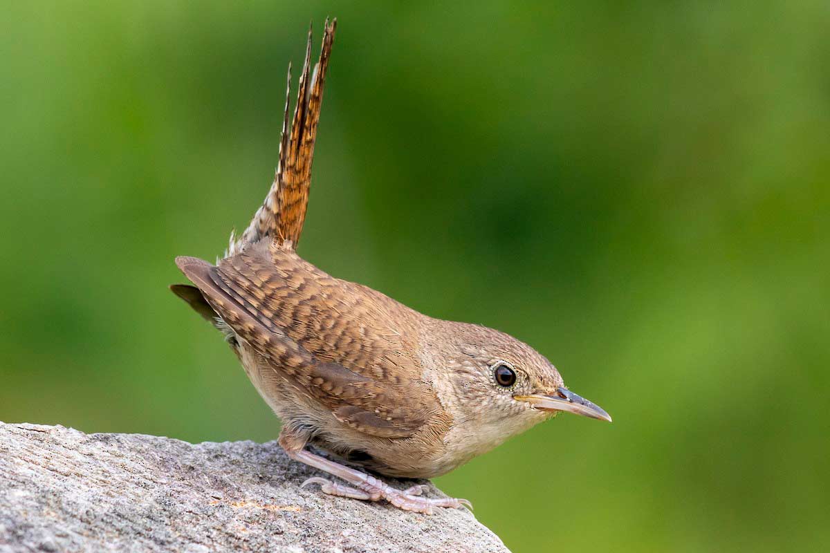 Cambaxirra (Troglodytes musculus)