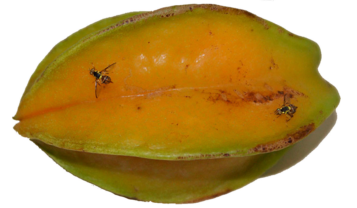 Mosca-da-carambola (Bactrocera carambolae) já foi identificada em 26 frutíferas, segundo estudos da Embrapa — Foto: Danilo Nascimento