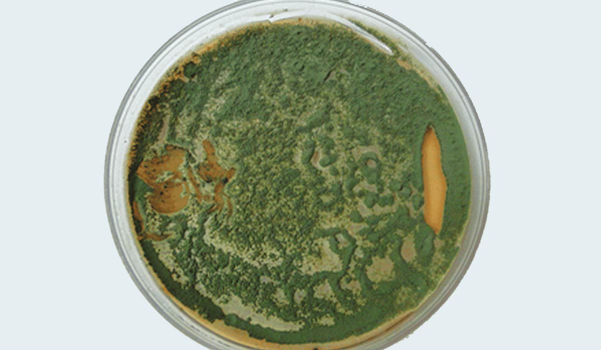 Colônia de Metarhizium anisopliae em placa de Petri