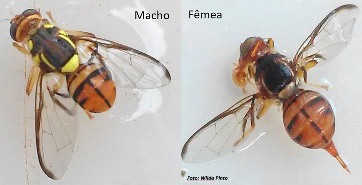 Mosca-da-carambola (Bactrocera carambolae) macho e fêmea