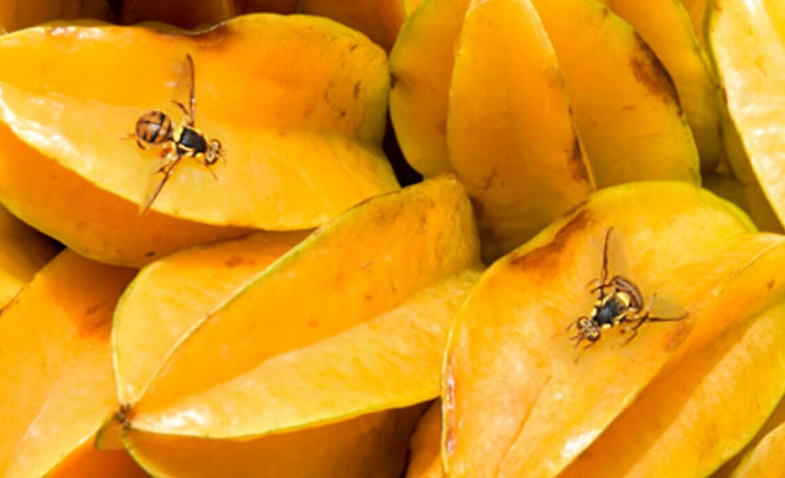 Mosca-da-carambola (Bactrocera carambolae)