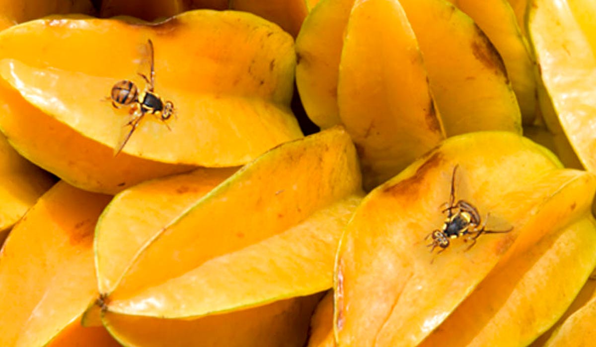 Mosca-da-carambola (Bactrocera carambolae)