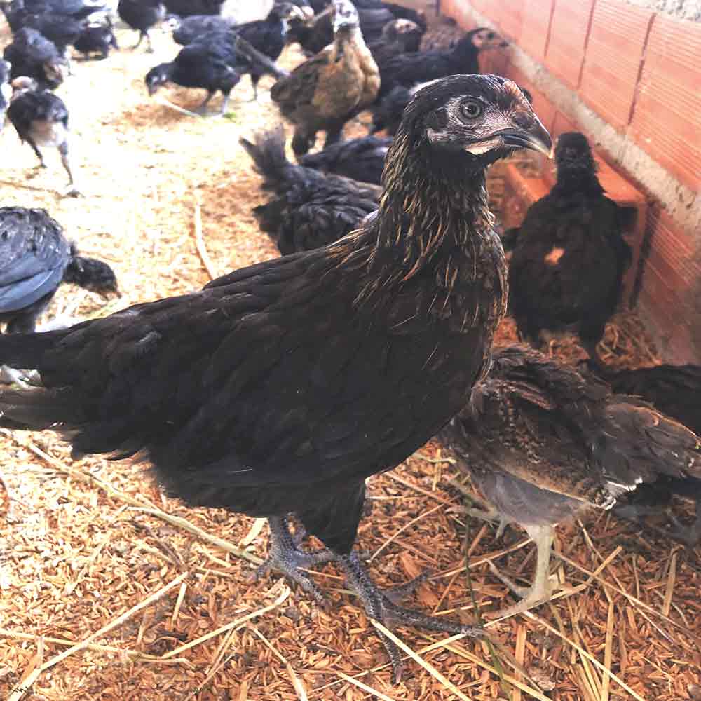 A galinha canela preta