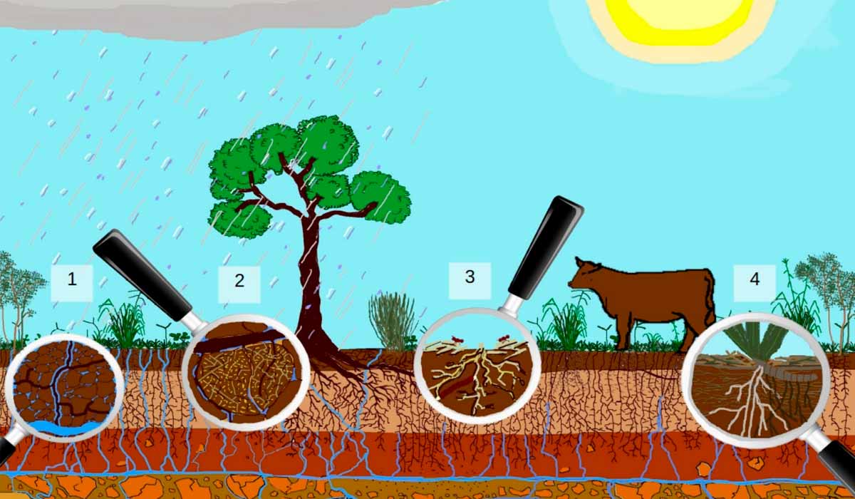 Representação gráfica do sistema edáfico que resulta da relação de interdependência entre água, atividade biológica e solo: 1 - Detalhe da água que infiltrou e está armazenada nos espaços vazios criados pelos agregados e raízes; 2 - Agregado formado pelas raízes e microrganismos no sistema edáfico; 3 - Atividade biológica da macro e mesofauna edáfica; 4 - Microrganismos - fungos, bactérias e actinomicetos - associados à rizosfera das plantas - Ilustração: Leandro Volk