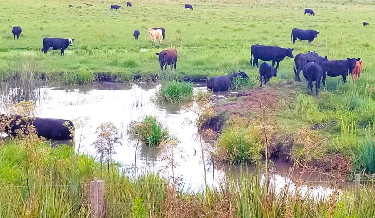 Animais tendo acesso direto a fontes de água na propriedade - Foto: Márcia Silveira