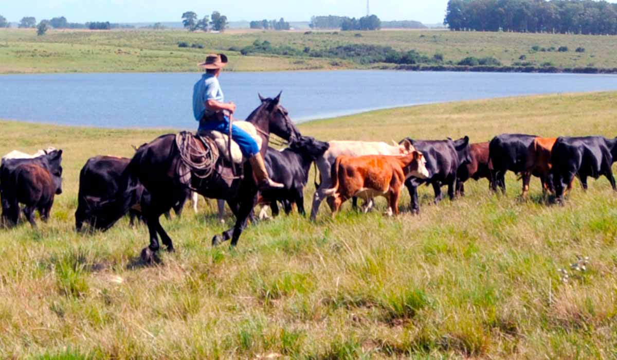 Gaucho conduzindo gado no pasto