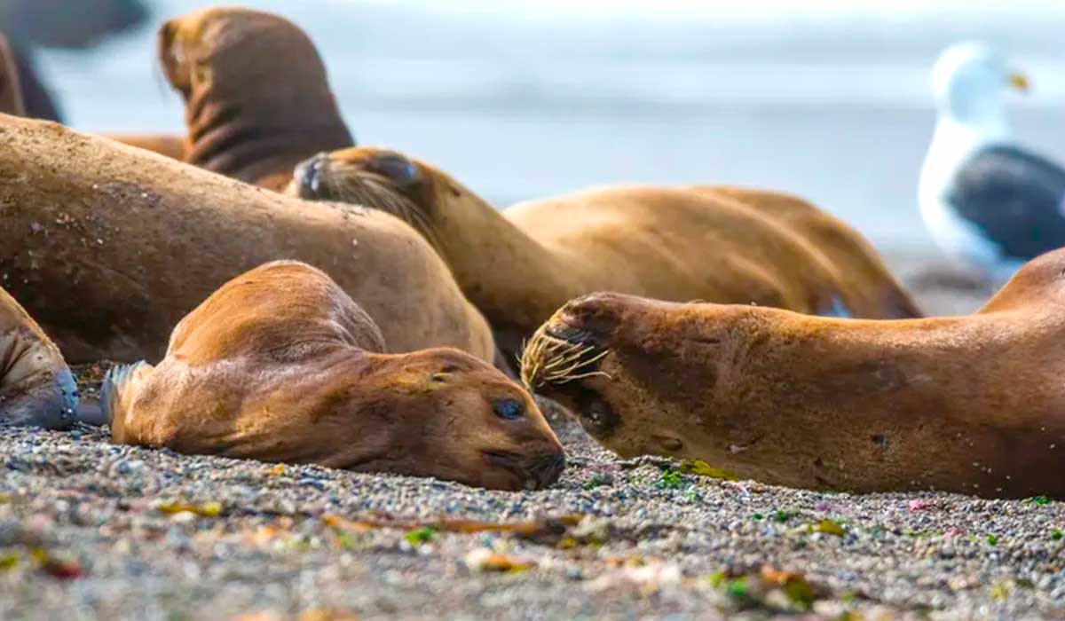 Caso de influenza aviária em leão-marinho é o primeiro em mamíferos marinhos registrado no Brasil