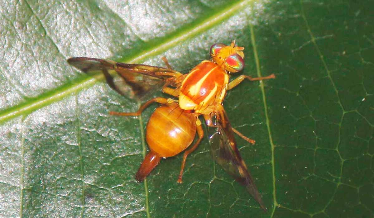 Mosca das Índias ocidentais (Anastrepha obliqua)