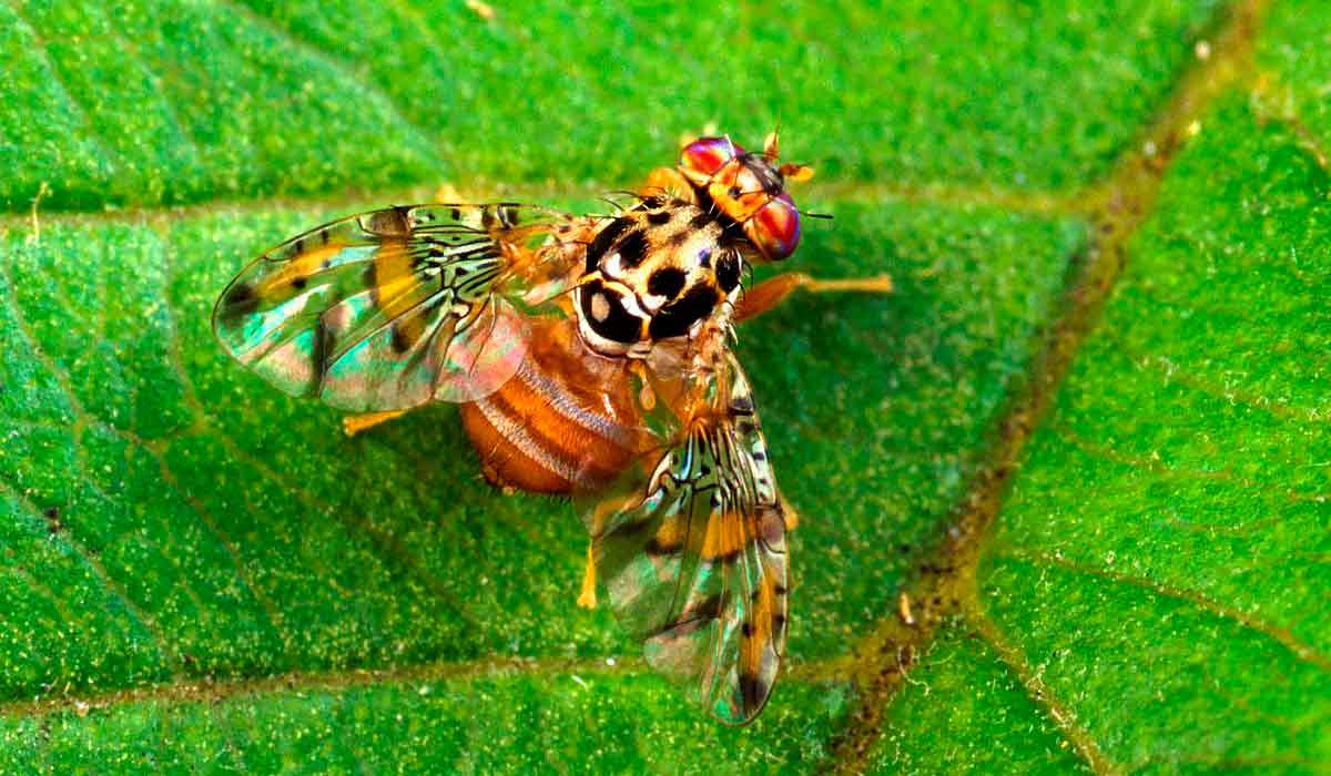 Mosca da fruta do mediterrâneo (Ceratitis capitata)