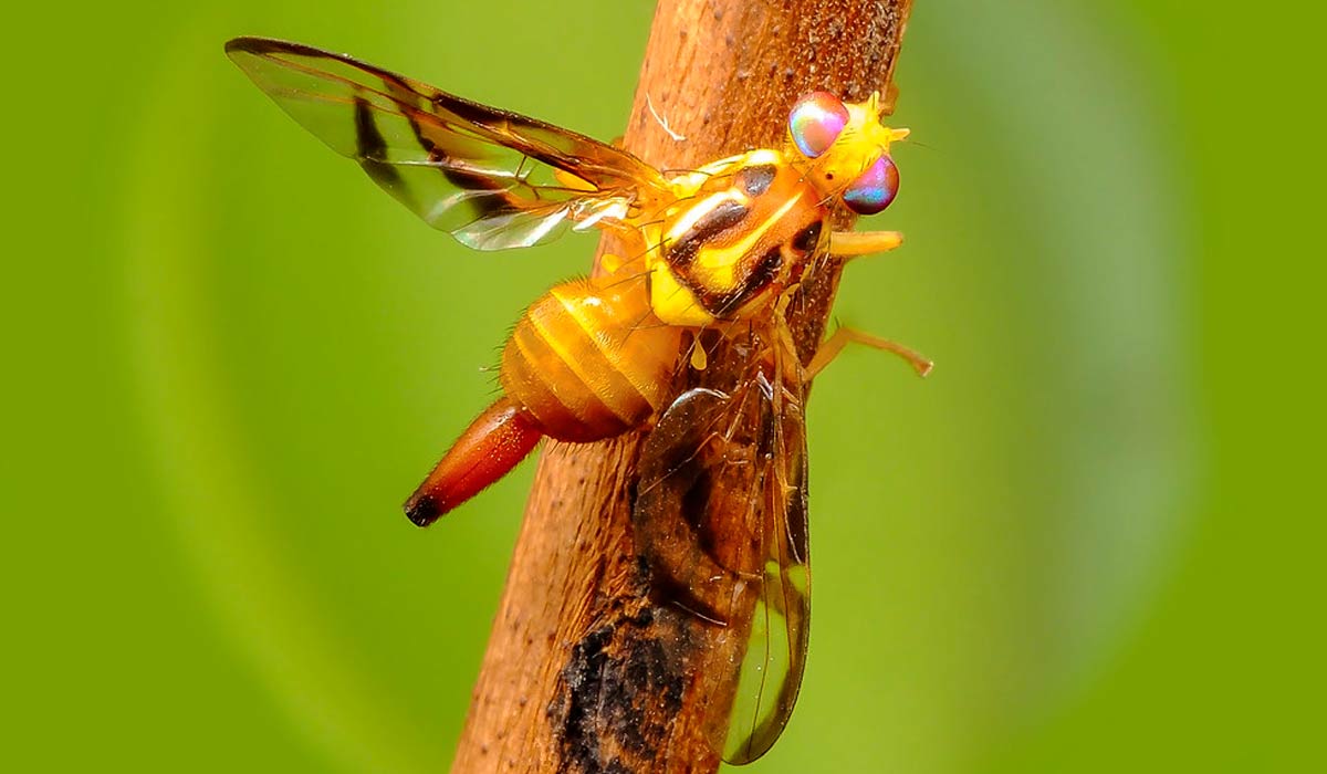 Mosca da fruta sul americana (Anastrepha fraterculus)