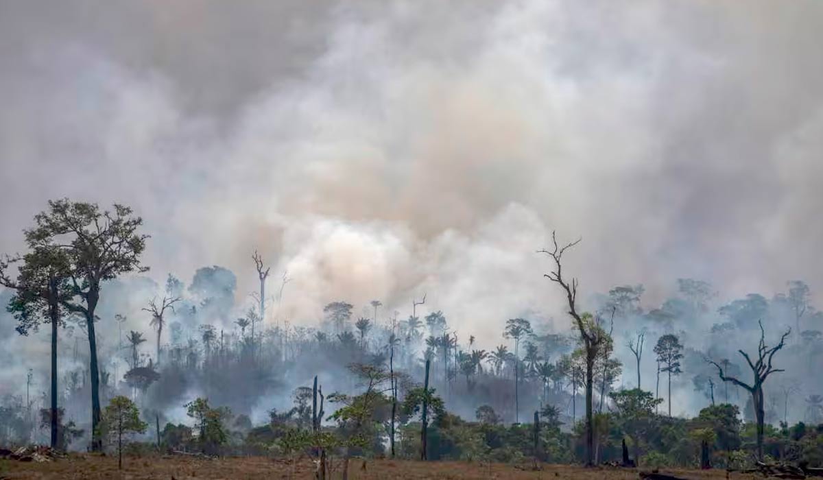 Floresta sendo queimada